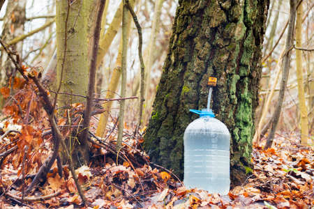 Drops of birch sap dripping into a plastic bottle in spring