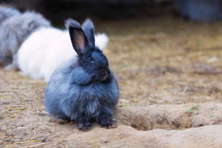 The Angora rabbit is a variety of domestic rabbit bred for its long, soft wool