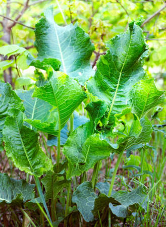 Horse-radish ordinary, or rural (Armoracia rusticana)の写真素材