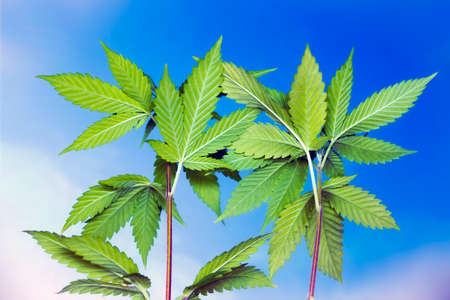 Other side of hemp leaves in a blue sky background
