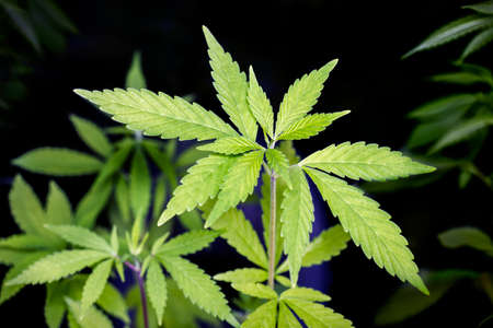 Hemp sprout young leaves on a black  backgroundの写真素材