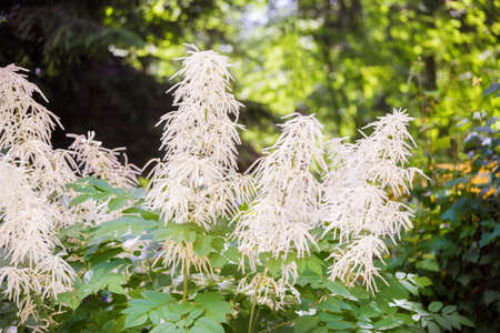 Forest goat beard in spring ; Aruncus dioicus