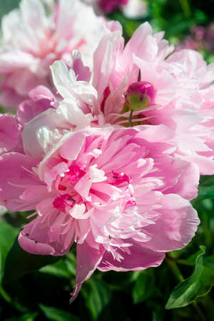 Close view of ed peony blossom with ants on itの写真素材