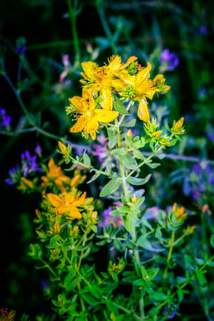 Close view of herb St Johns wort