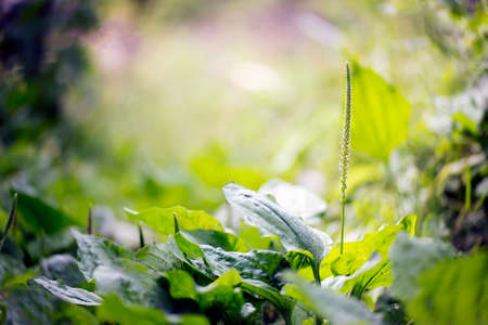 Close view of a plantain herb and its bloomの写真素材