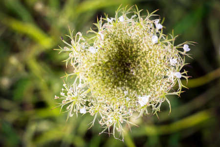 Daucus carota, Wild Carrot, dreamlike bokeh background