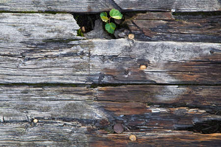 Old wood board in macro for backgroundの写真素材