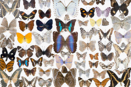 Many butterflies on a white backgroundの写真素材