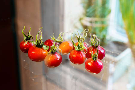 Close view of rose hip on a glass tableの写真素材