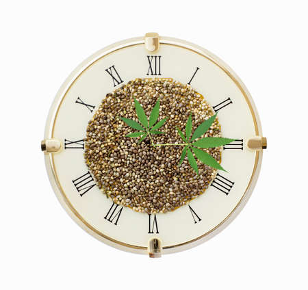 Clock with hemp seeds and hemp leaf arrows isolated on white background