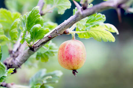 Close view of gooseberry on a branchの写真素材