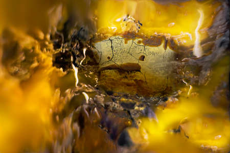 Close view of piece of amber for backgroundの写真素材