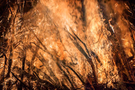 Close view of big forest fire.  Whole area covered by flame
