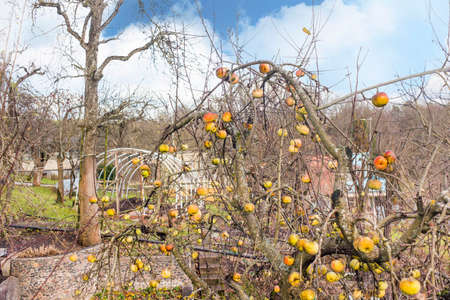 Apple tree with colorful apples in late autumn,  in vintage photography  styleの写真素材