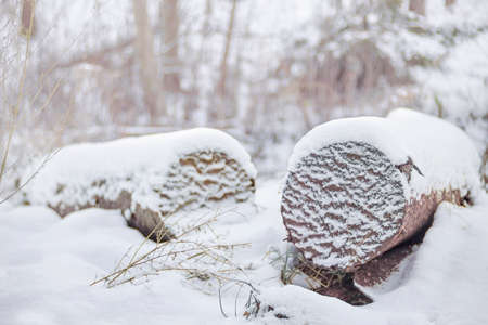 Closeup of the end of a logs in a cold winter weatherの写真素材