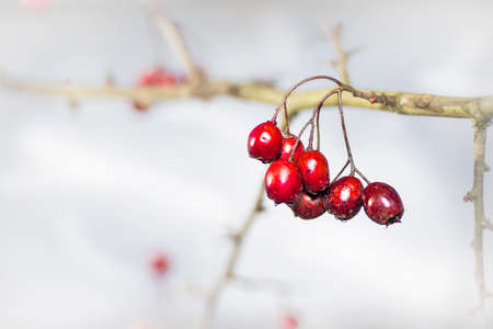 Twig with frosted hawthorn berries in the garden in winter.