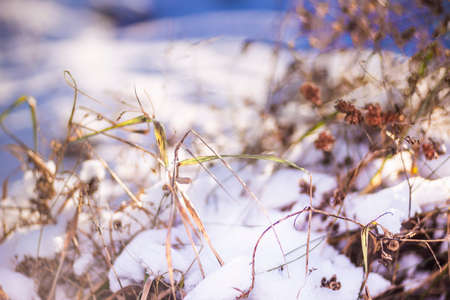 Close view of dried plant's twigs in sunny winter dayの写真素材