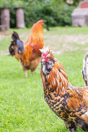 Colorful two roosters on a grass in summerの写真素材