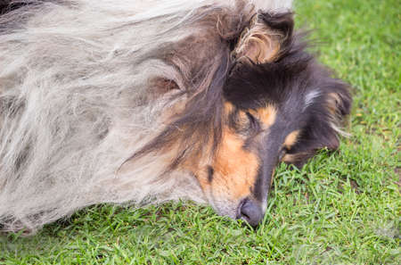 Portrait of sleeping collie dog on a grassの写真素材