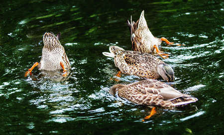 Wild ducks in a dark water
