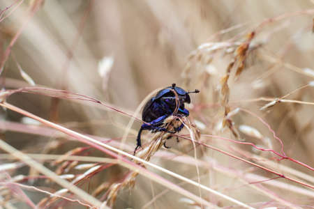 Close view of insect dung beetle (subfamily Scarabaeinae) in a meadow. の写真素材