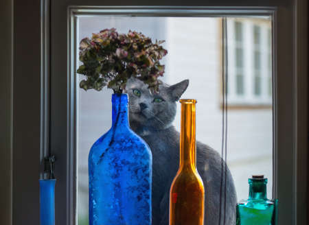 Russian blue cat is looking through the window on which windowsill standing   colored different shape bottles with dried flowersの写真素材