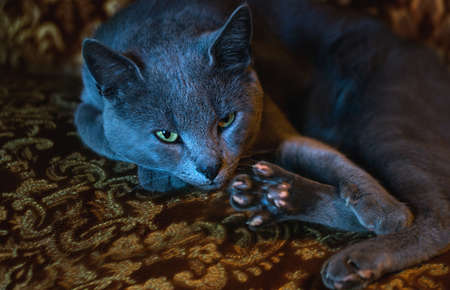 Portrait of lying russian blue cat on a sofaの写真素材