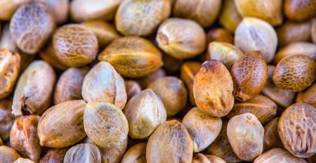 Small hemp seeds in macro viewの写真素材