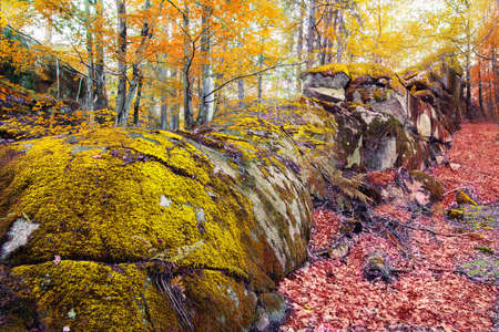 Impressive forest with mossy rocks landscape in autumn. Norwayの写真素材