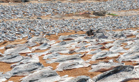 Fish drying on the beach and crow on it. Sri Lanka.の写真素材