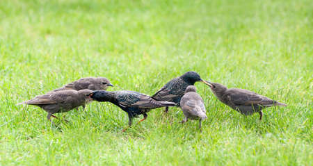 Starling parents nourish their young birds on the grassの写真素材