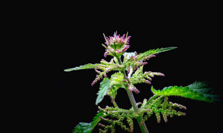 Blooming nettle with pink blossoms on a black background
