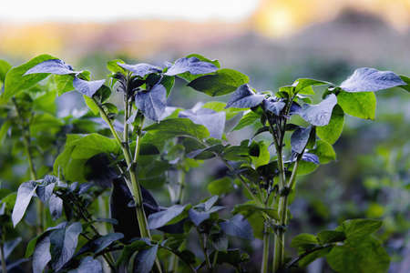 Close view of potato plant in sunsetの写真素材
