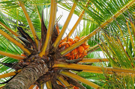 Coconut palm ripe fruits on a palm tree