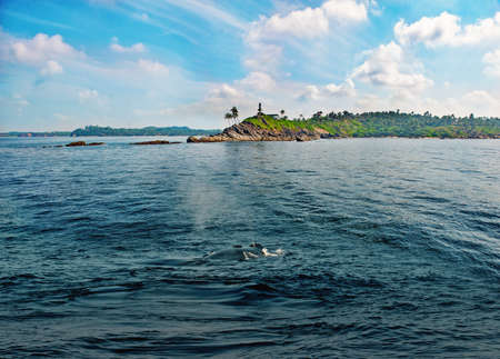 Whale in a water near the shore in Sri Lankaの写真素材