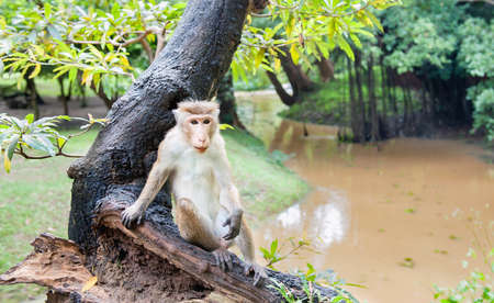 Macaca on an old tree near the muddy river in Sri Lanka