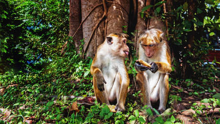 Two macacas in a Sri Lankas forest