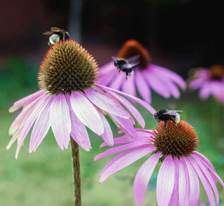 Echinacea. A genus, or group of herbaceous flowering plants in the daisy family. Close up.の写真素材