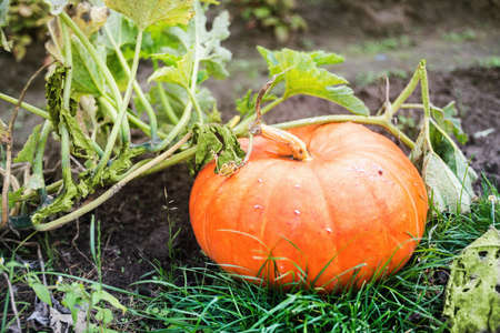 Orange pumpkin in a garden in autumn