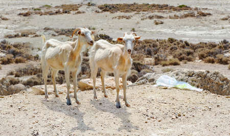 Two goats on sunny day  in Rhodes Islandの写真素材