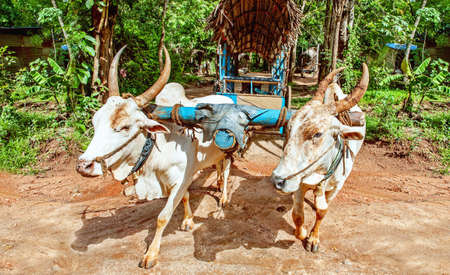 A yoke of  oxen on a Sri ankan road
