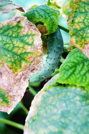 Cucumber leaves disease and cucumberの写真素材