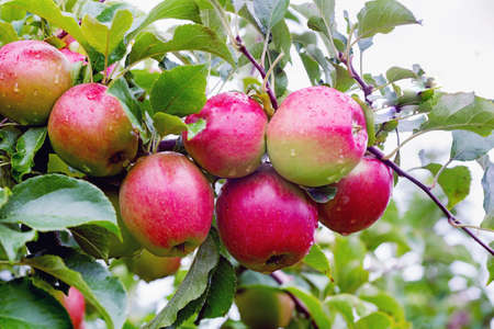 Ligol apple tree branch with apples after rain. A variety bred in Poland, more and more appreciated...