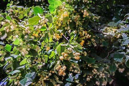 Linden tree with blossoms in summer