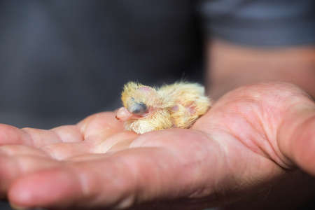 King Pigeon baby on a farmer hand.Close up.