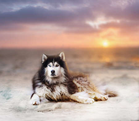 Beautiful big husky dog on a snow in sunset. Animal with different eyes color  の写真素材