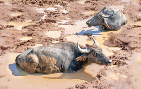Two buffalos in a clay sledge on hot sunny day in Sri Lanka.の写真素材