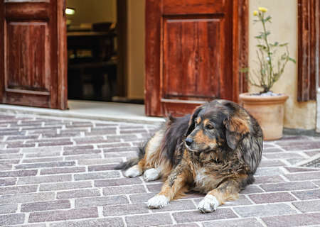 Big dog lying on a pavement on a hot day.