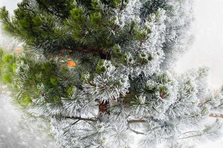 Frosted  pine during the cold of February
