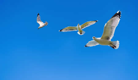 Three european herring gulls in the blue skyの写真素材